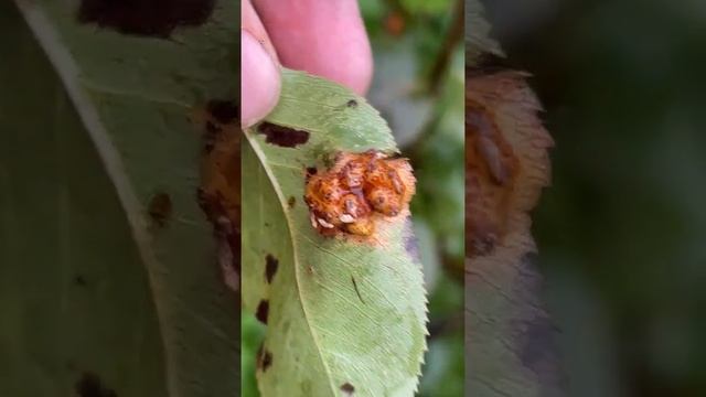 КАК ЛЕЧИТЬ РЖАВЧИНУ НА ГРУШЕ смотреть онлайн