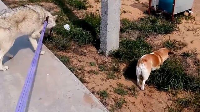 Три друга волк пес кот смотреть онлайн