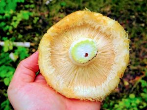 Как Сибиряки грибы собирают! Грузди и обабки прямо за деревней!Вкусный  ужин гарантирован!