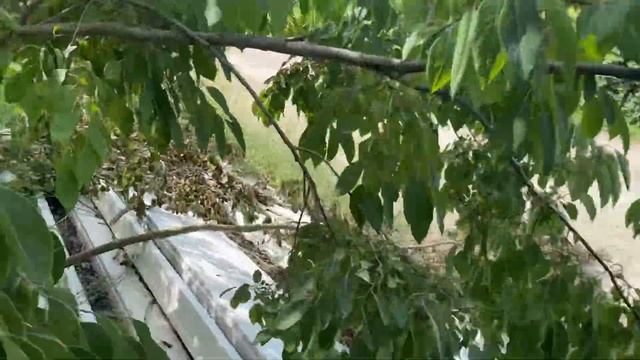 Хурма виргинская взрослые деревья прививаю восточной хурмой.