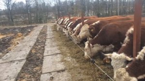 Новая линия кормления для герефордов в КФХ "Герефорд"