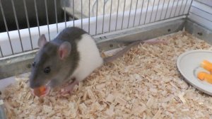 Домашние крысы. Что нужно знать перед покупкой крысы?