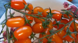 Черри  Оранжевый  фонтан