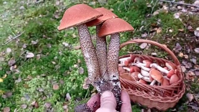 Ой грибы грибы грибочки , часть вторая . смотреть онлайн