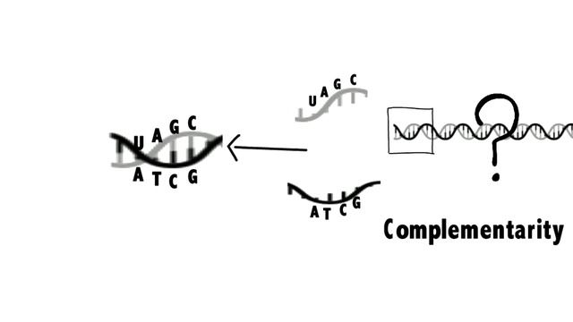 In Situ Hybridization basic principle explained by Moon Chatterjee смотреть онлайн