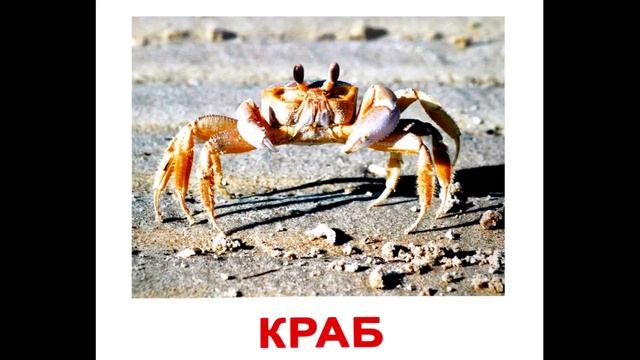 Карточки Домана Морские обитатели часть 2 смотреть онлайн