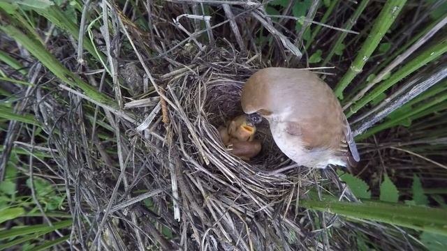 Жулан gp160620 1 7 4 ♂ дал паука ♀, она скормила птенцам но не сразу смотреть онлайн