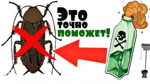 Это аптечное средство в миг избавит ваш дом от тараканов! Как вывести тараканов борной кислотой?