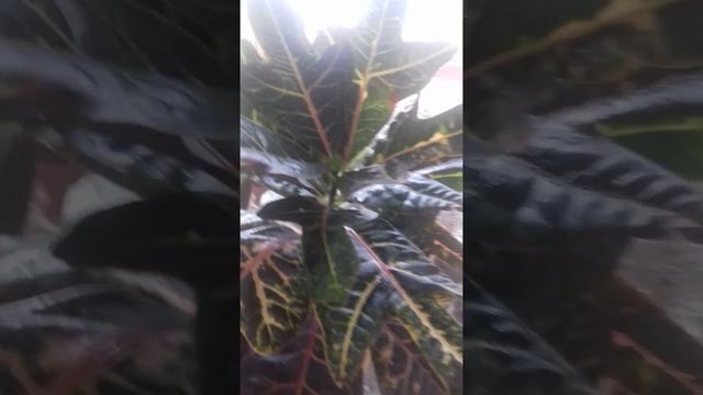 Кротон уход и подкормка. смотреть онлайн