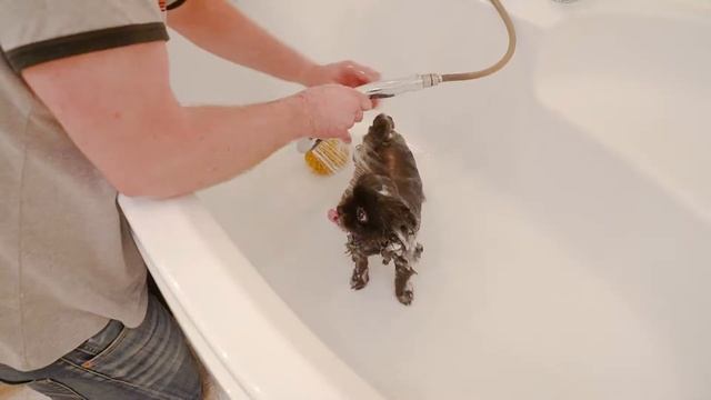 ?МОЮ ШПИЦА | Шпиц Юрич