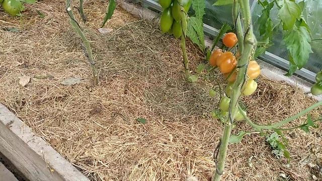 Томат- Аккордеон ( чери) ??? смотреть онлайн