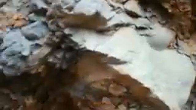 Золото для Диогена смотреть онлайн