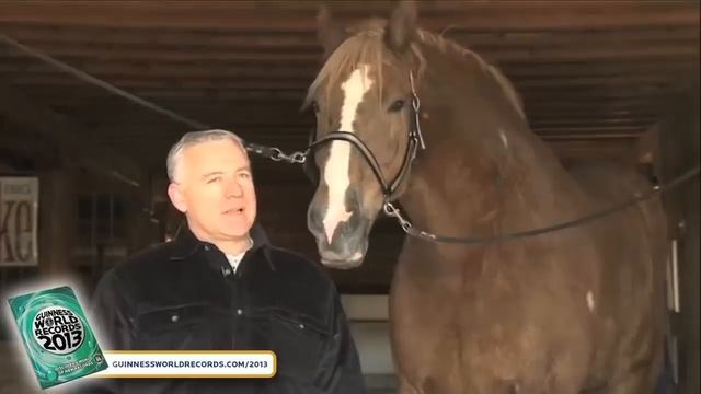 Big Jake: World's Tallest Horse - Guinness World Records смотреть онлайн