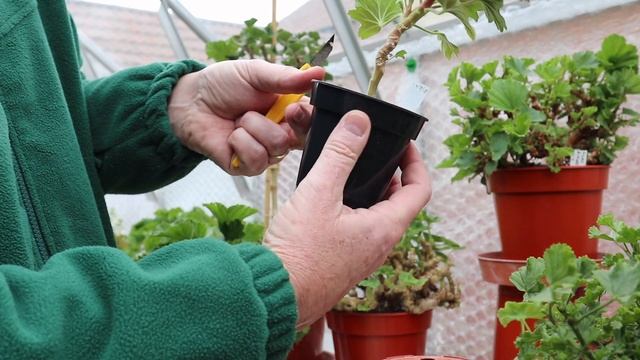 Pelargonium Standards - Spring Update смотреть онлайн