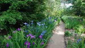 Пейзажные клумбы с ирисами 40 идей для садового участка