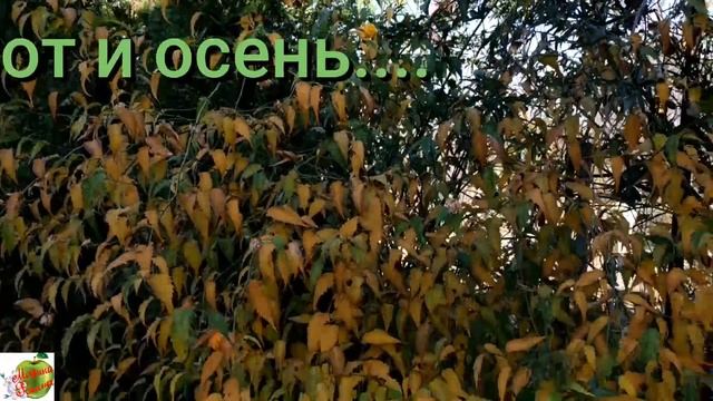 Огурцы кусочками на зиму для салатов и рассольника/Паровые пельмени с тыквой и солёными огурчиками смотреть онлайн