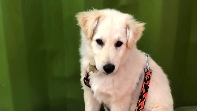 Девушка не смогла сдержать слез, когда ей привезли спасенного щенка смотреть онлайн