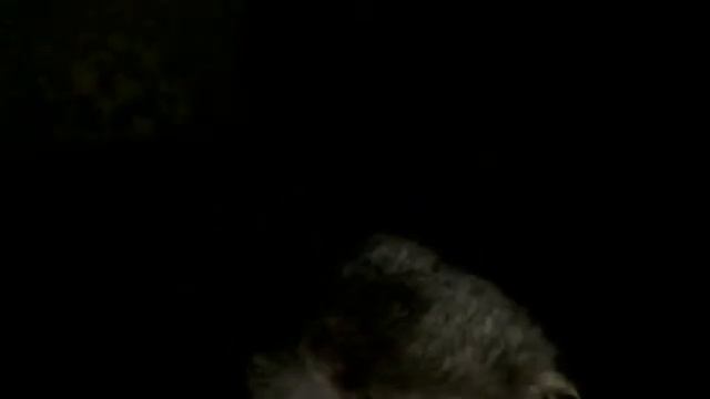 Видео C веб-камеры от  6 января 2015 г., 11:13 (PST)