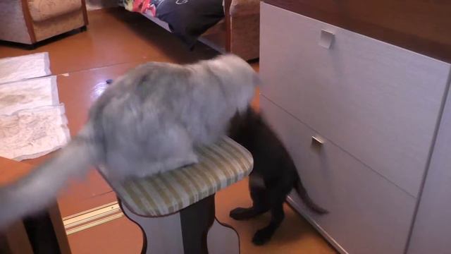 Лабрадор Сэм и кошара Май