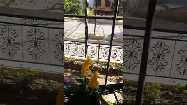 Рай для кошачьего семейства.Кошки в уютном укрытие. смотреть онлайн