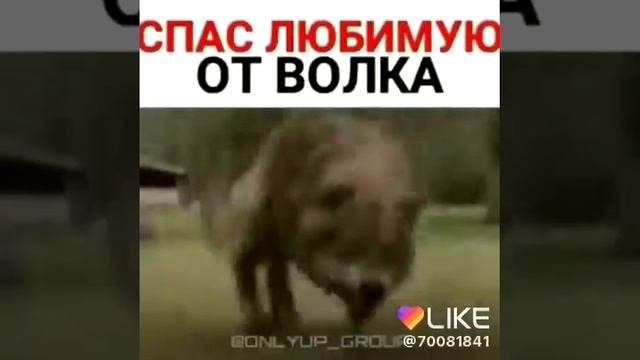 Волчья любовь смотреть онлайн