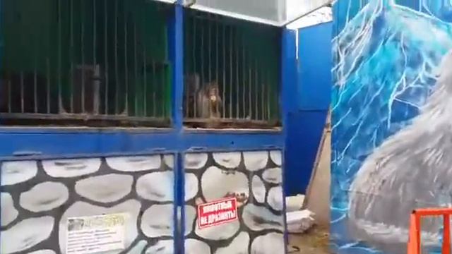 Зоопарк в Дербенте смотреть онлайн