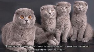 Шотландская вислоухая кошка: характер, описание породы