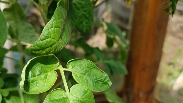 Томатные черри в ведрах и в теплице смотреть онлайн