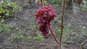 Питомник Садоград. Виноград "Кишмиш Ассоль"саженцы