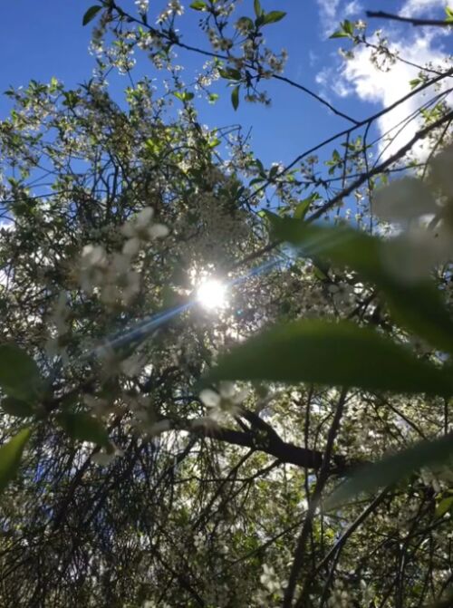 Рисование «Цветы для мамы» смотреть онлайн