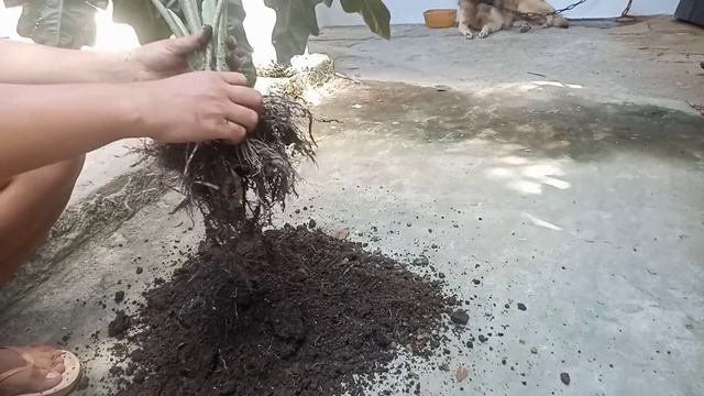 How To Propagate Alocasia Sanderiana Plants смотреть онлайн