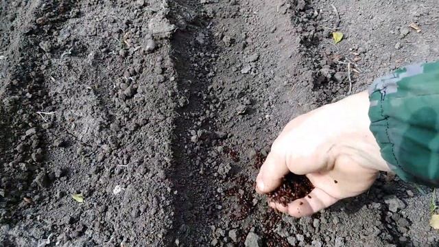 Посев шиповника для подвоя. rozapochtoi.ru смотреть онлайн