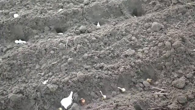 Озимая посадка лука и купленного чеснока сухими семенами.х смотреть онлайн