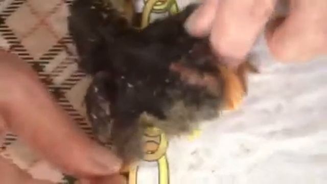 Цыпленок с четырьмя ногами в Азербайджане (Баку,пос. Кюрдаханы) смотреть онлайн