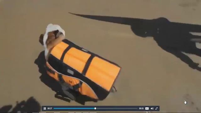 Бульдог серфингист смотреть онлайн