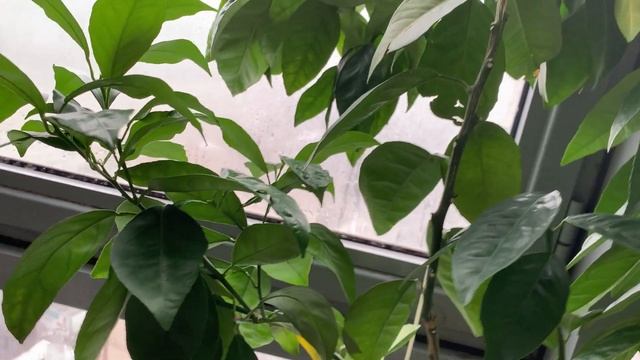 Цитрусы на лоджии | апрель 2022 | завязи Тарокко и Амоа 8 | зима в Питере смотреть онлайн