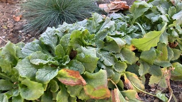 ❄️ ПЕРВЫЕ ЗАМОРОЗКИ НА КЛЕВЕРНОМ ГАЗОНЕ ☘️ ОСЕНЬ В САДУ ? смотреть онлайн