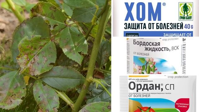 Розы заболели? Как вылечить розы от черной пятнистости, мучнистой росы, ржавчины и серой гнили. смотреть онлайн