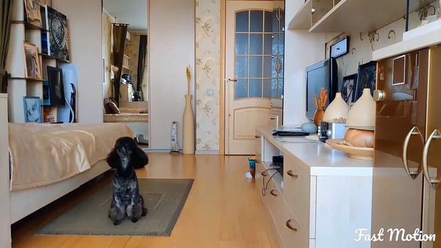 Dog tricks. Dressage du caniche. Дрессированный пудель. Все наши команды. смотреть онлайн