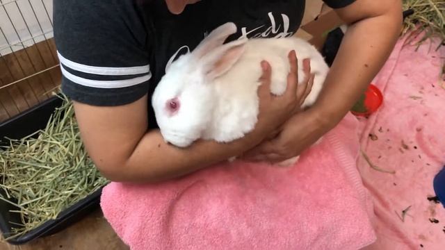 How to Handle a Head Tilt Bunny смотреть онлайн