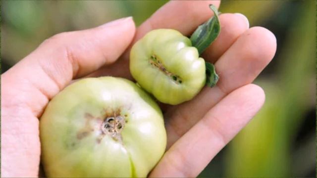 Вершинная гниль томатов что делать и как бороться смотреть онлайн