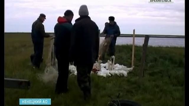 В НАО - окольцевание лебедей