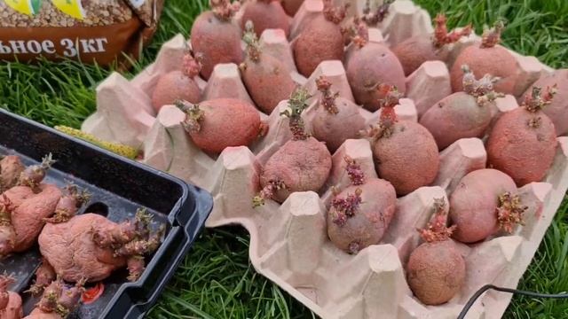 Урожай БУДЕТ ОГРОМНЫМ! Я УВЕРЕНА! Сделайте ТАК ПЕРЕД ПОСАДКОЙ КАРТОФЕЛЯ смотреть онлайн