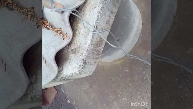 як ловити птиц в#кладка#синичка#стая#подпишись#интересное#пташка #топ #лена#тварини #украина #я ???