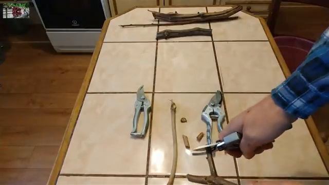 СЕКАТОРЫ ДЛЯ ВИНОГРАДНИКА И САДА . ПРОВЕРЕННАЯ ВРЕМЕНЕМ МОДЕЛЬ СЕКАТОРА ! смотреть онлайн