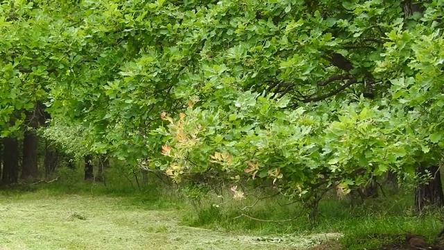 Инструментальная музыка для отдыха и расслабления. Шум леса||Instrumental relax music+forest sounds