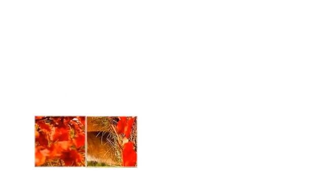 PowerPoint 2010-Effekt смотреть онлайн