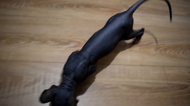 Котёнок канадского сфинкса смотреть онлайн