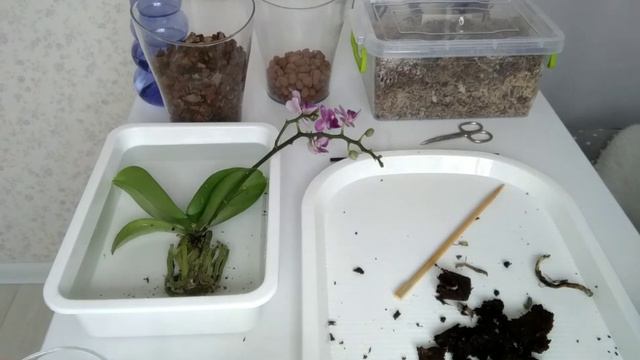 ОРХИДЕЯ Violet Queen! ПЕРЕСАДКА МИНИ орхидеи и уход! смотреть онлайн