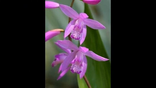БЛЕТИЛЛА (BLETILLA) сем. Орхидные смотреть онлайн
